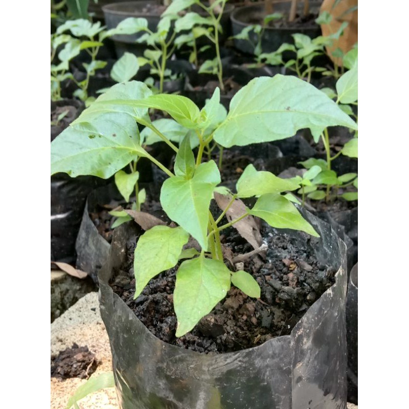 bibit pohon cabai setan