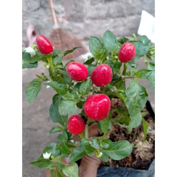 cabe hias hidup siap berbuah Pelangi