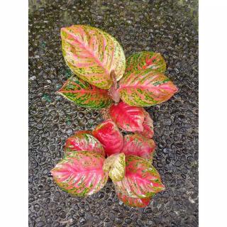 WULANDARI KECIL Tanaman Hias Aglaonema Aglonema WULANDARI KECIL Tanaman Hias Aglaonema Aglonema