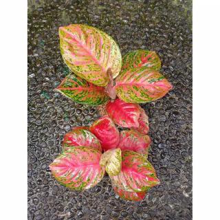  WULANDARI  KECIL Tanaman Hias Aglaonema  Aglonema  