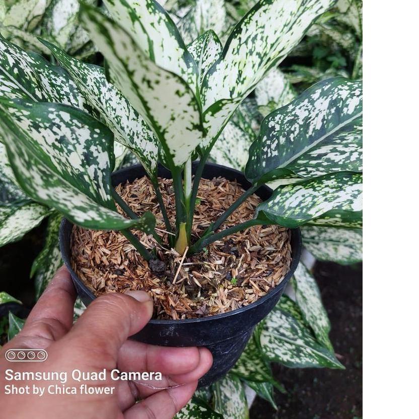 PROMOSI  7.7 TANAMAN HIAS AGLONEMA SNOW WHITE HARGA MURAH BERKUALITAS Tanaman Murah / Tanian Lokal /