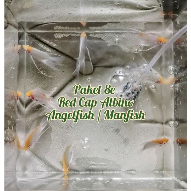 Paket Promo 8 ekor ikan Angelfish Manfish ARC Albino Red Cap atau RCA Red Cap Albino Koi - kategori 