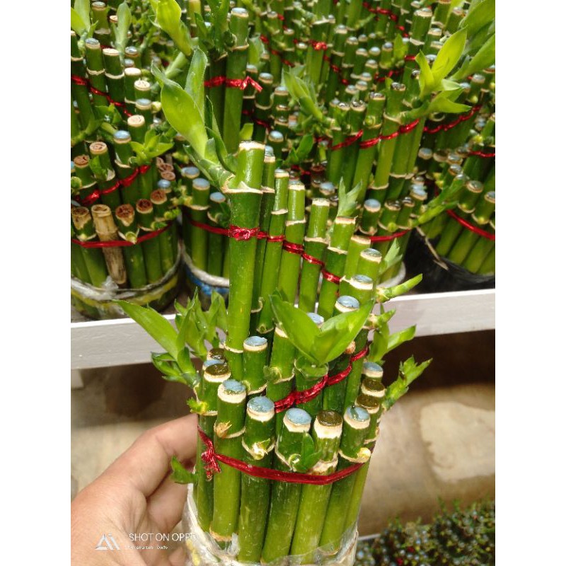 Tanaman Hias Bambu Hoki China (BAMBU KEBERUNTUNGAN) Hidup Media Air Termurah Terlaris yaas kembang