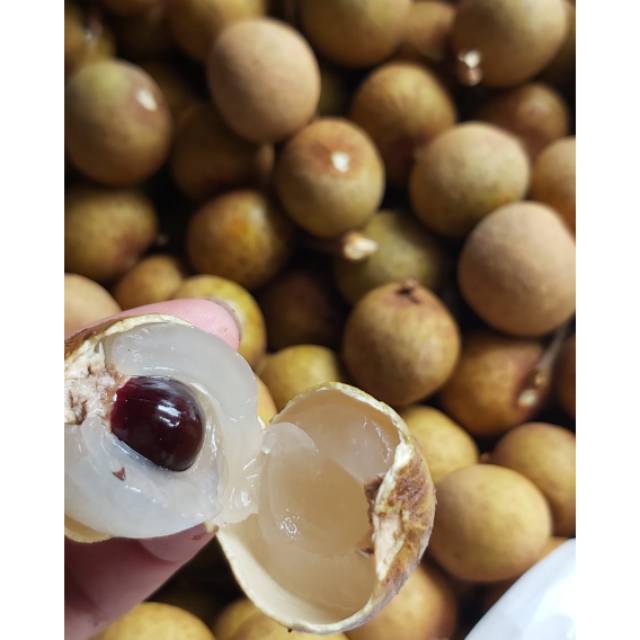 

Kelengkeng Emas Jumbo