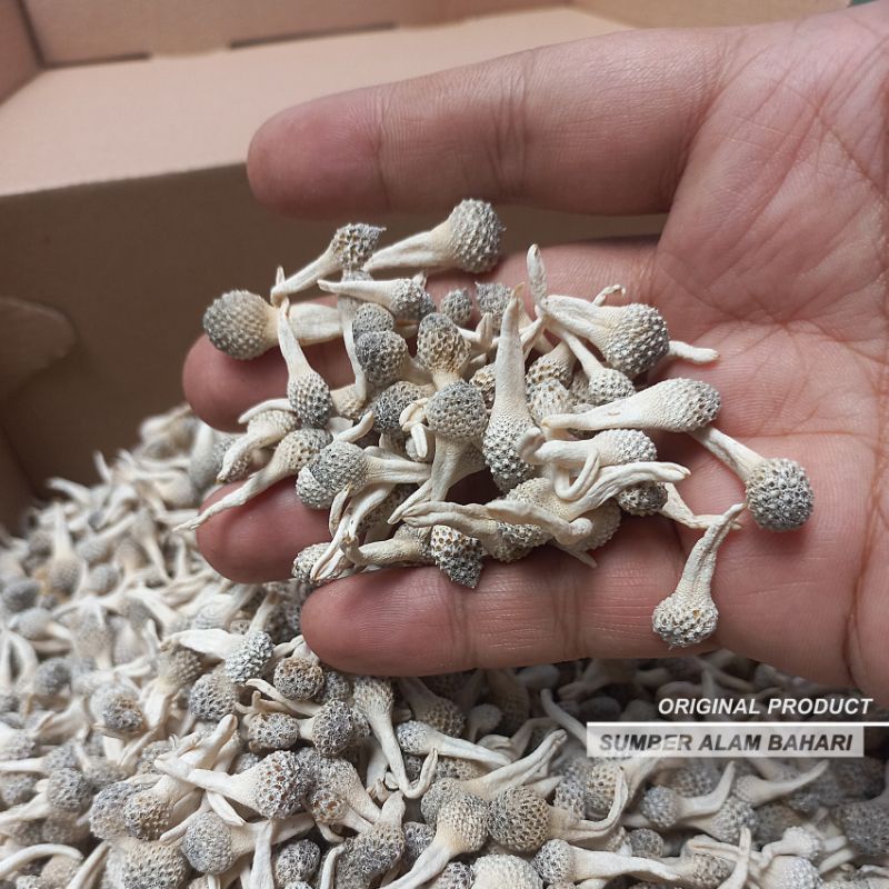 Empot Ayam Putih / jamur laut / Premium Super