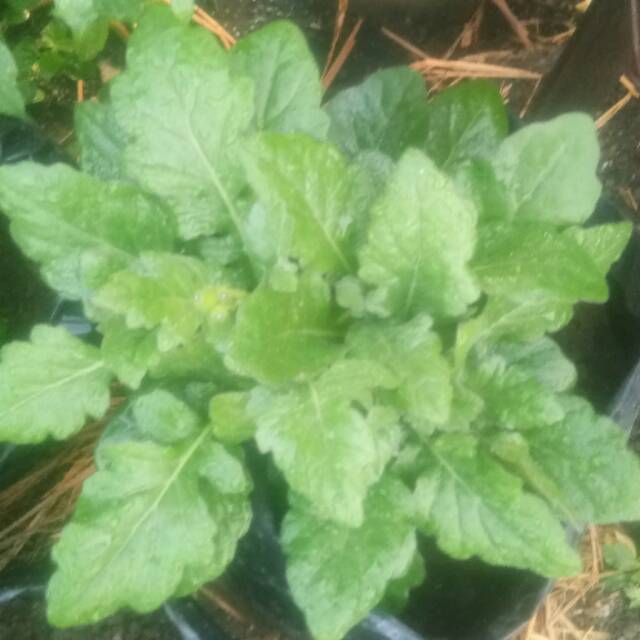 

ekstrak daun dewa klorofil daun dewa