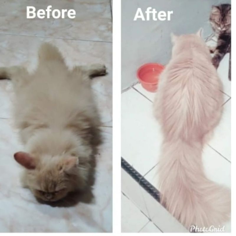 (Bonus Kalung) Vitamin Uky Amino 250ml Nafsu Makan Kucing Suplemen Bulu Rontok Kucing Hamil Menyusui pelebat Kitten