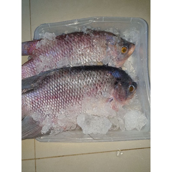

ikan gurame 1 kg