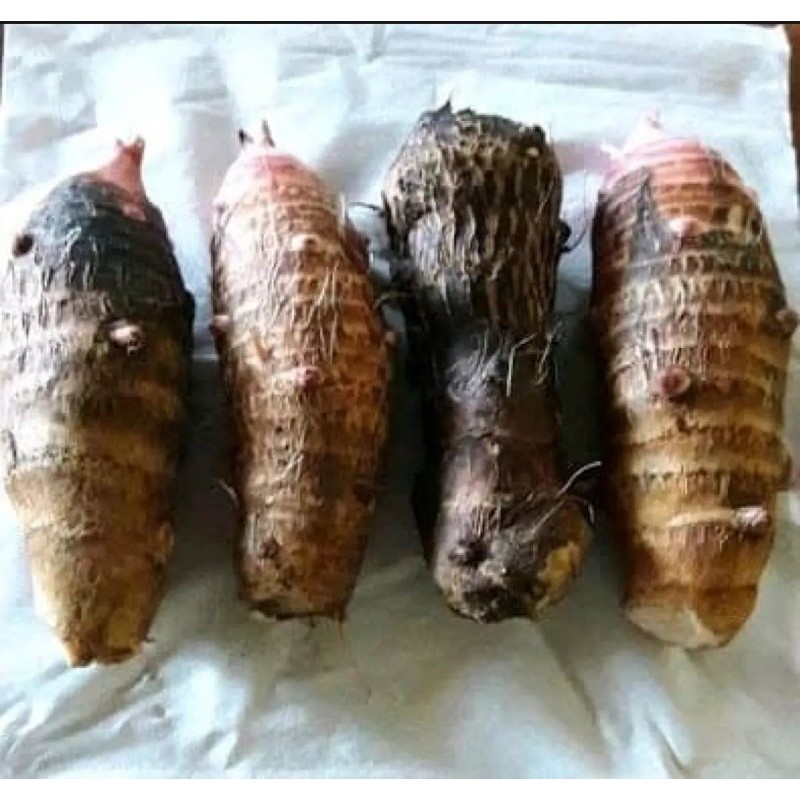 

Ubi Umbi Talas Pulen Segar 1 Kg