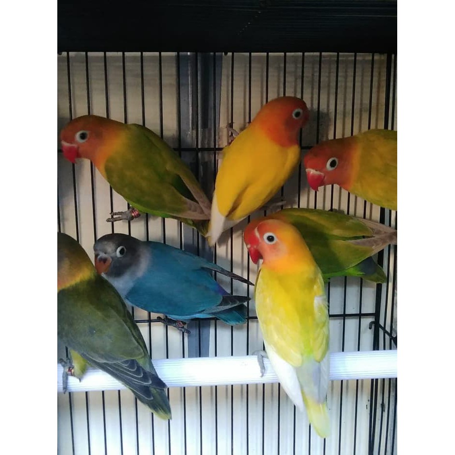 Best Deal Burung Lovebird Lb Paskun Pastel Kuning Jinak Lolohan