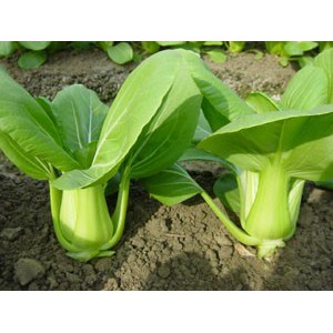 MGI 200 benih pak choy Brisk green F1 import bibit sayuran sawi sendok hidroponik pak choi coi coy