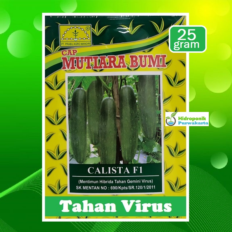 Benih Mentimun Ketimun Calista F1 Cap Mutiara Bumi Buah Hijau Tua Isi 25 Gram