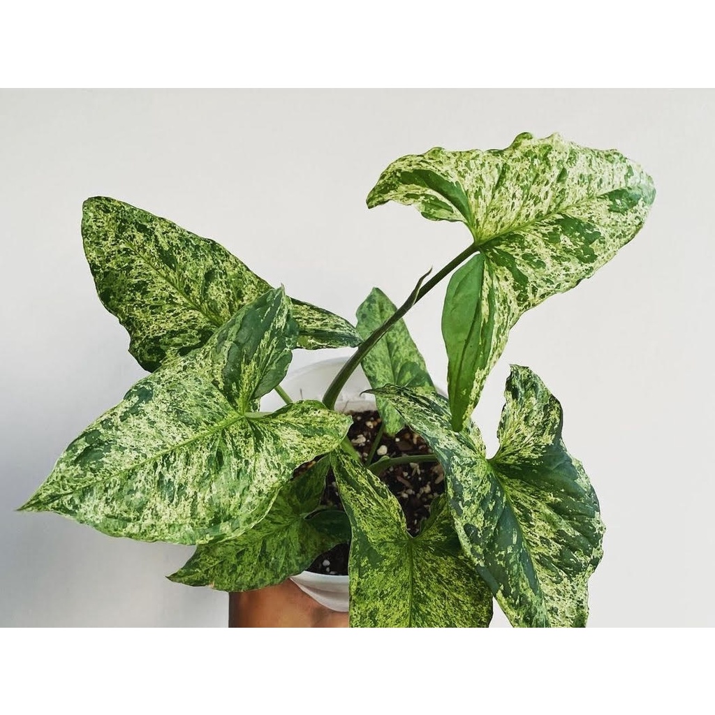 Tanaman Hias Syngonium Mojito Syngonium Motif Tanaman Syngonium Mojito Terjangkau