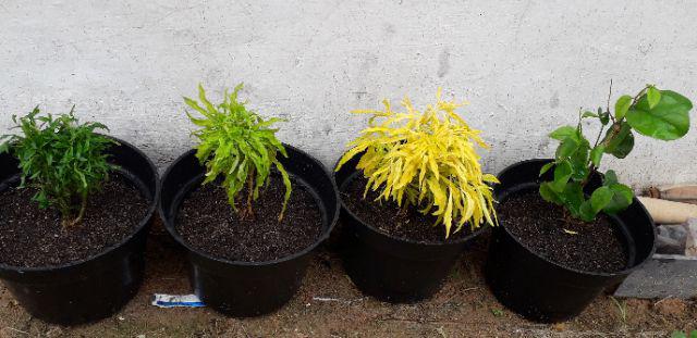 Tanaman Hias Brokoli Kuning/akasia Kuning