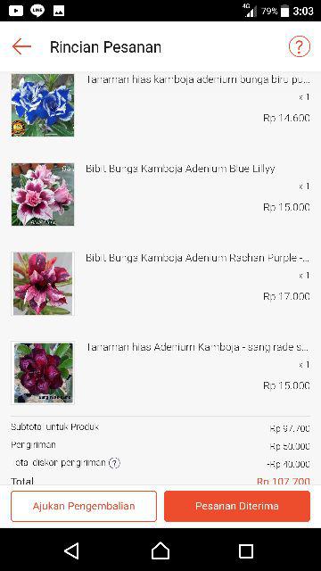 Bibit Bunga Kamboja Adenium Rachan Purple - Rachan Purple