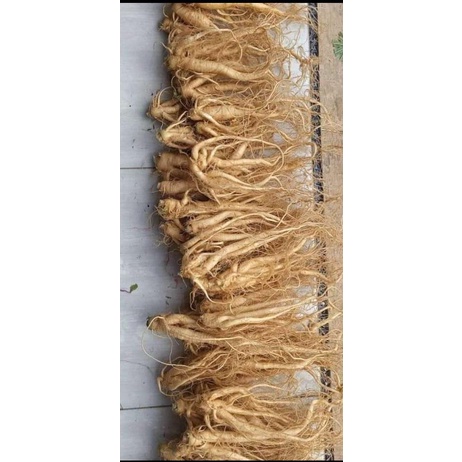 

GINSENG KILOAN