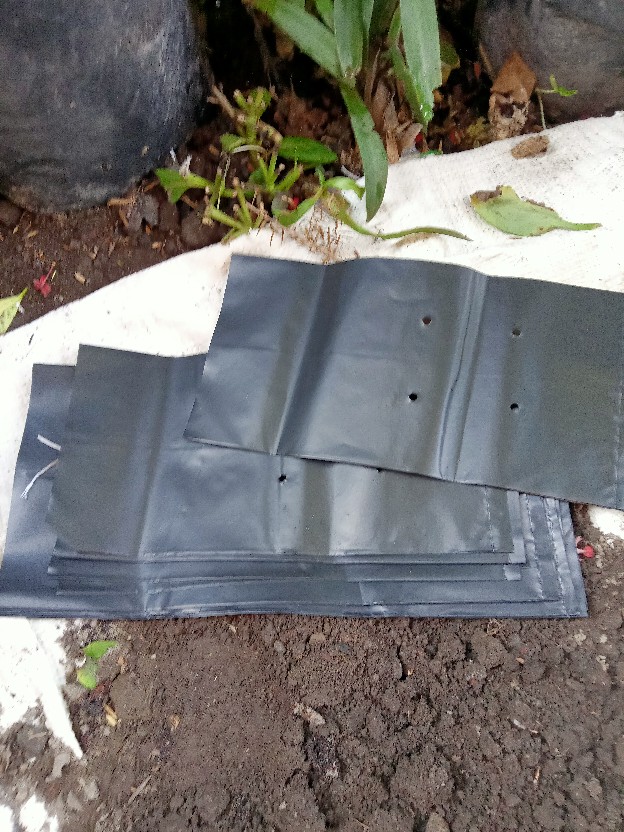 Polibag Tanaman I Plastik Polybag Polibek Polibeg Poliback Pollybag Polybak Besar Polybag 35x35