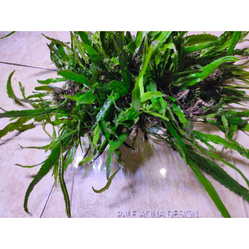 java fern kadaka mini perdaun full air tanaman aquascape aquarium paludarium