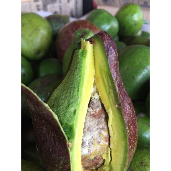 

Apukat mentega kediri