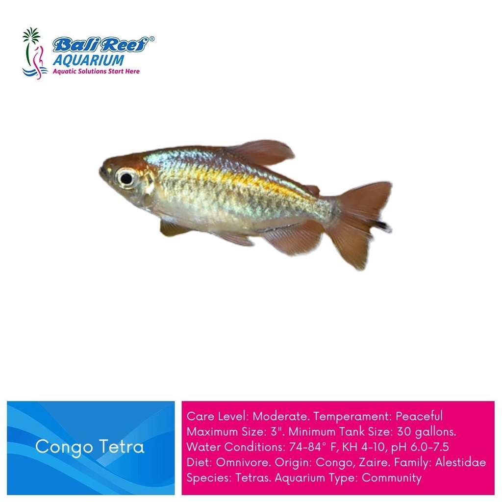 Ikan Hias Congo Tetra