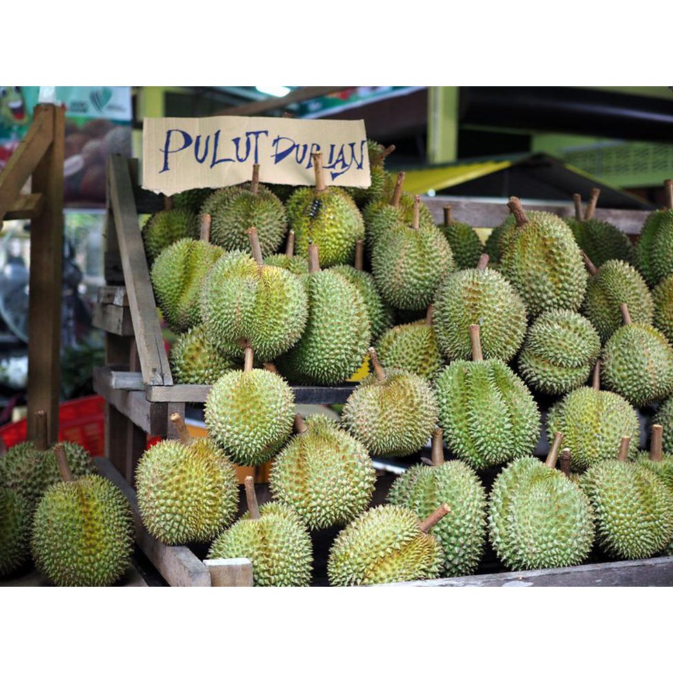Terbaik Tanaman Buah Durian Thailand Pulut *_*