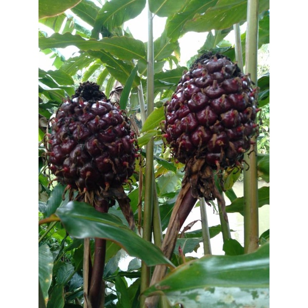 

buah honje laka super