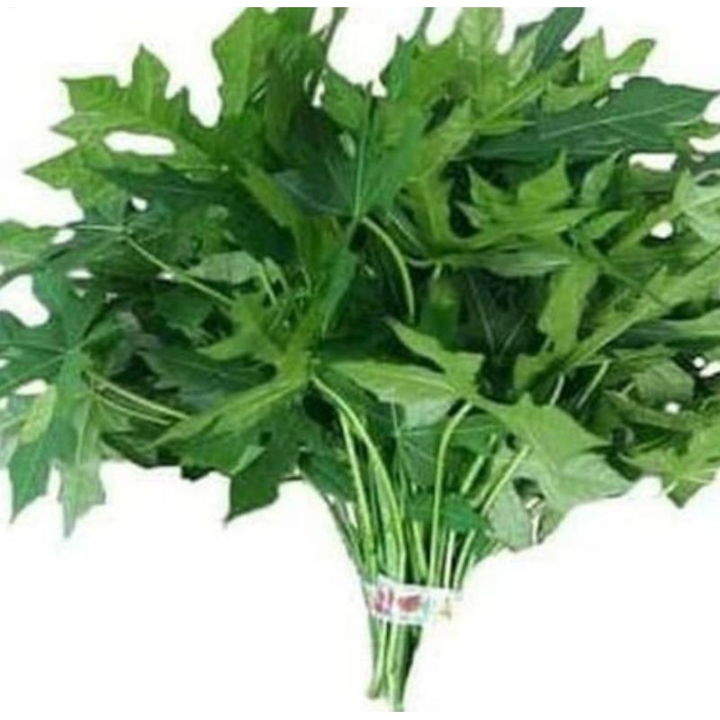 

Daun Paya Jepang per ikat