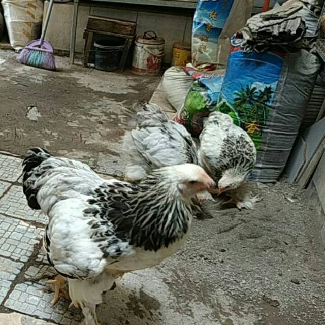 3 Ekor Anak Ayam Brahma 3-4 bulan