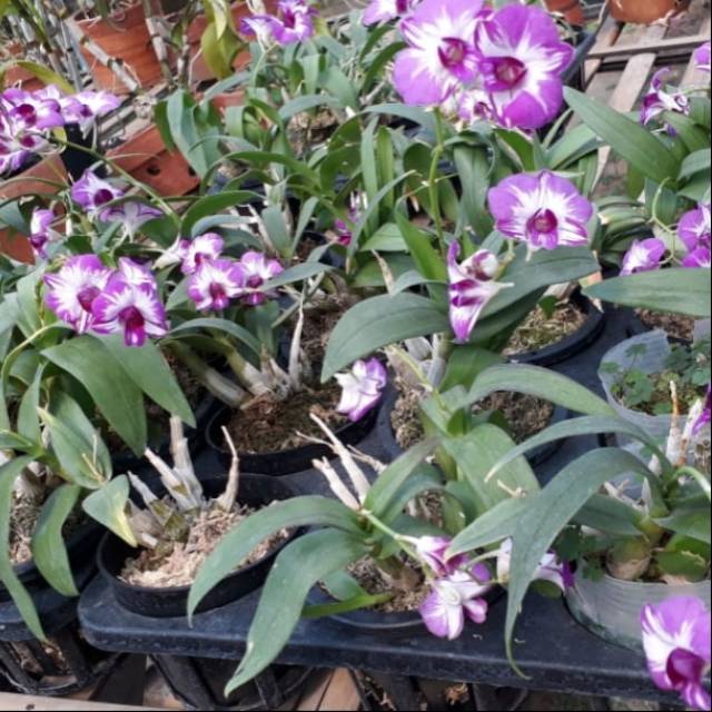 ANGGREK DENDRO ENOBI MICKEY MOUSE DEWASA (90K)