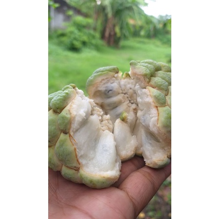 

Buah srikaya lokal hijau dan merah