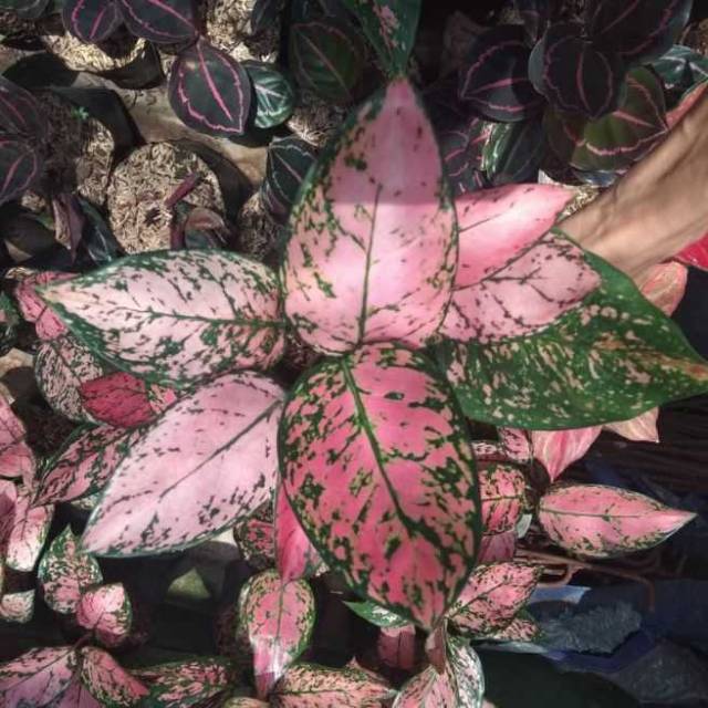 Aglaonema Lady Valentine Tanaman Aglaonema Lady Ventine Pohon Aglaonema Lady Valentine Shopee Indonesia