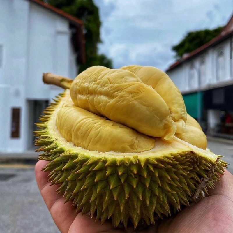 Bibit durian musangking Terlaris