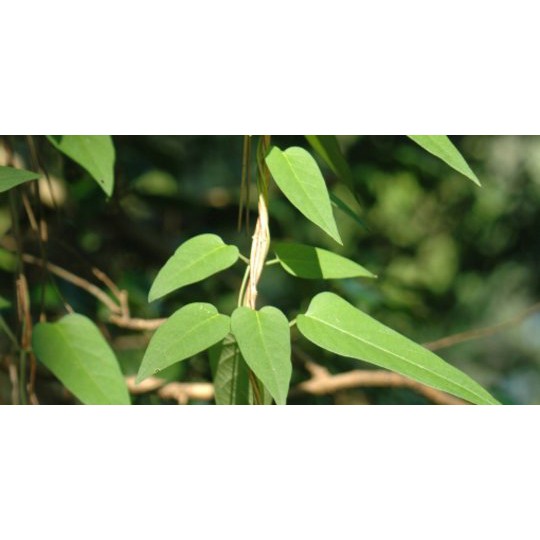 

Daun Sembukan / Daun Kentut segar / simbukan 100gr - Herbal untuk maag dan GERD