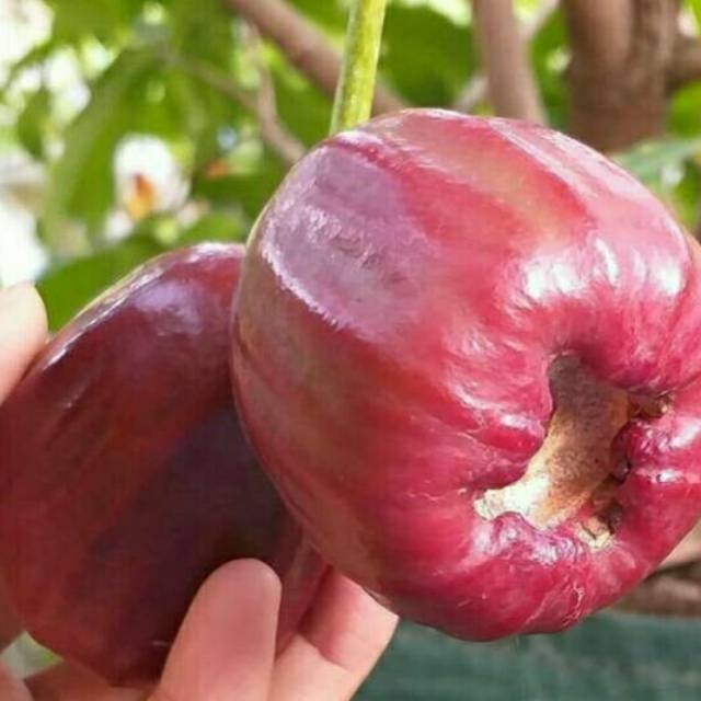 BIBIT TANAMAN BUAH JAMBU AIR DALHARI SIAP BUAH