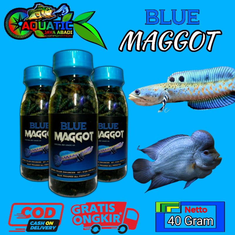 Blue Maggot Maggot Kering kemasan Botol 100 ml