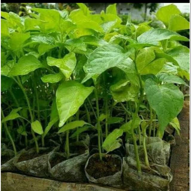 pohon cabe rawit merah Shopee Indonesia pohon cabe rawit merah Shopee Indonesia