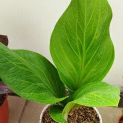 anthurium jemani cobra katalog realpict super