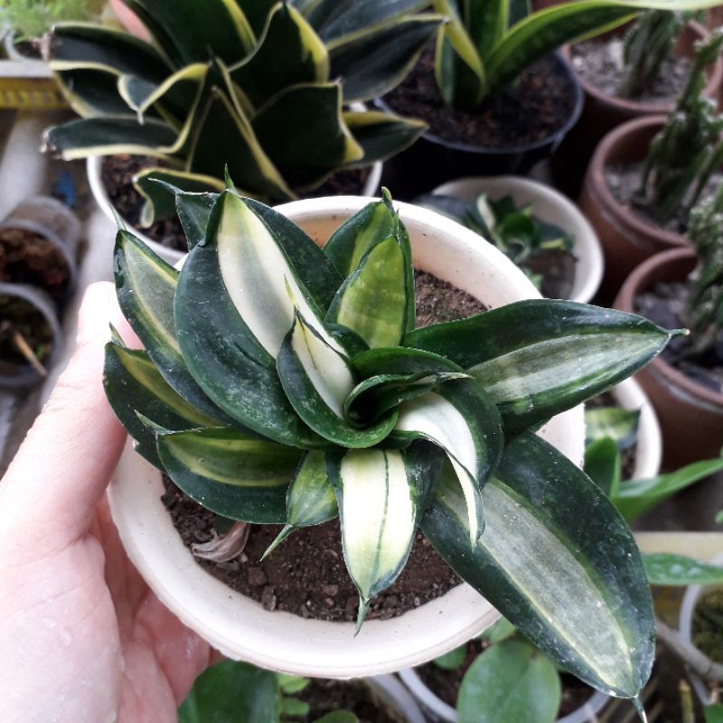 Sansivera Trifasciata Mini Gold Twist