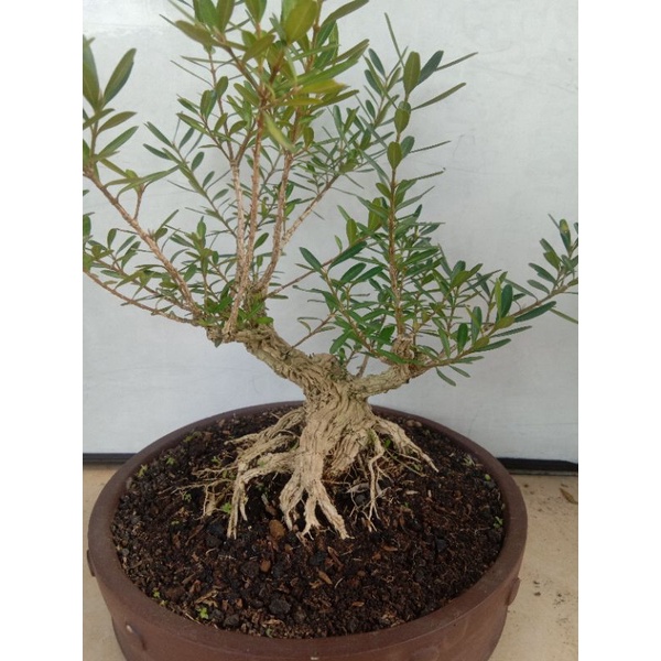 Boxus|Bahan Bonsai mame