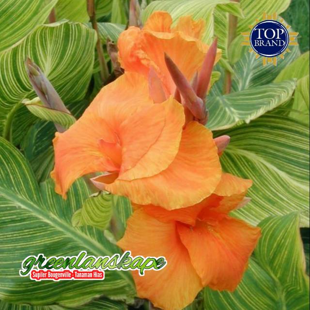 Tanaman hias bunga pisang kana varigata