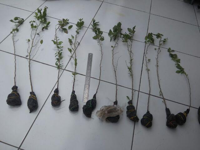 Bibit Bidara Arab/sidr 25-35cm