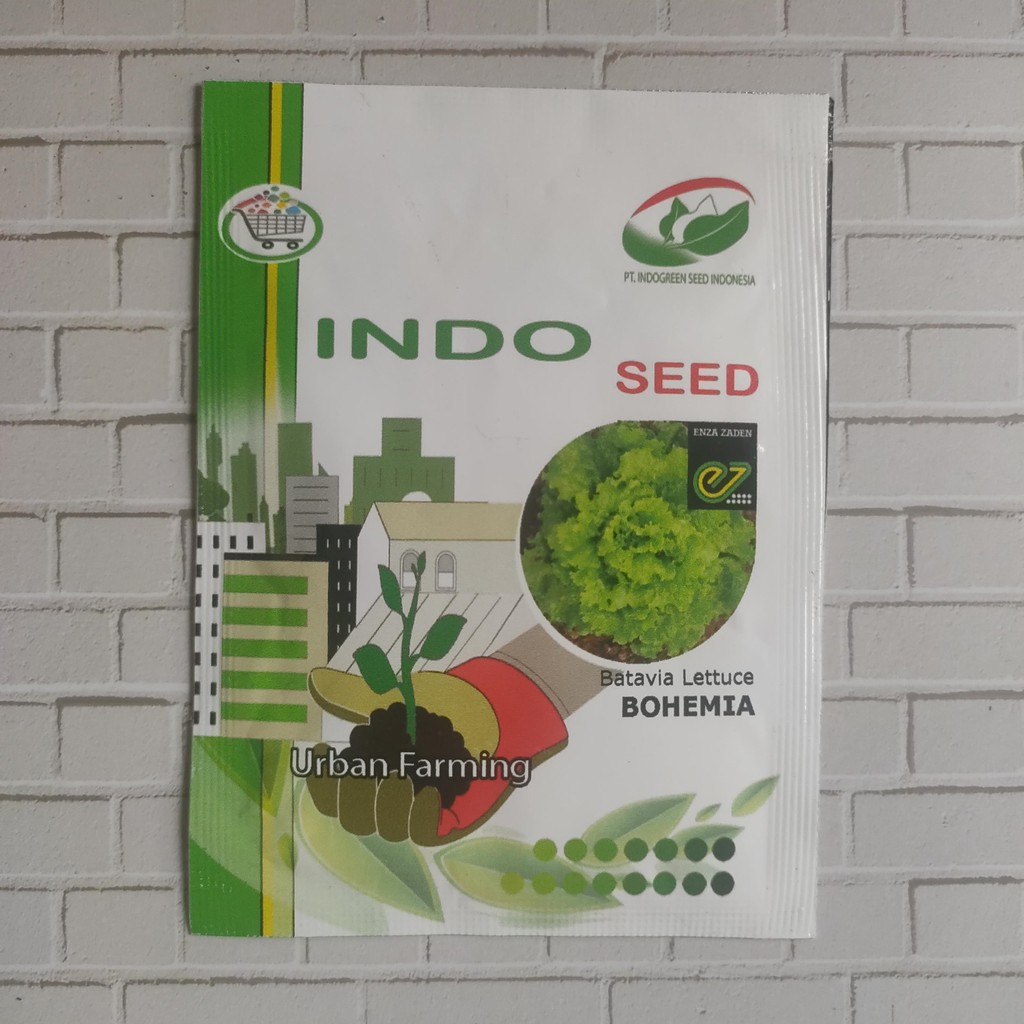 Benih Biji Selada Batavia Lettuce Bohemia (Indo Seed)