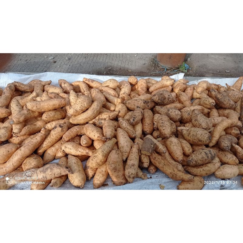 

Ubi Cilembu