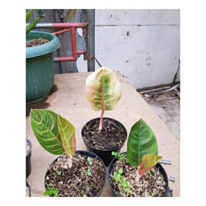 Aglonema Kresna Golden Baby/anakan stock terbatas+pot+media tanam