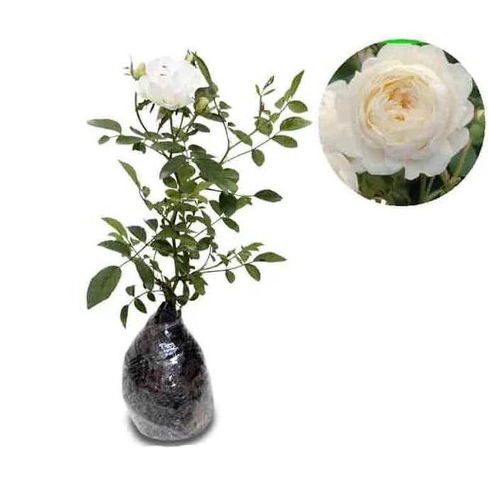 Paket Tanaman Bunga Bibit Mawar Rambat 5