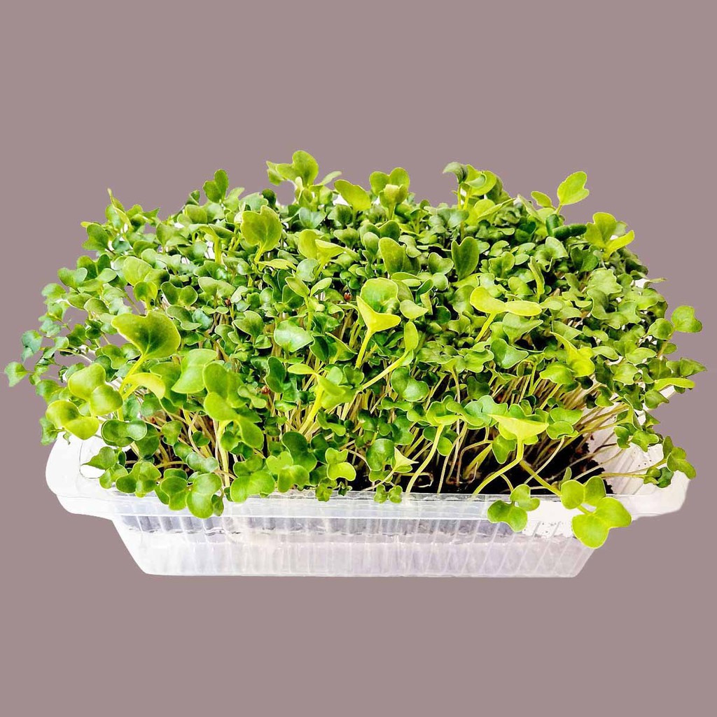 

Benih Microgreen Bayam Sumber Antioksidan Perkuat Imunitas Tubuh Awet Muda