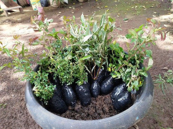 Tanaman Hias Climbing Rose Atau Mawar Rambat