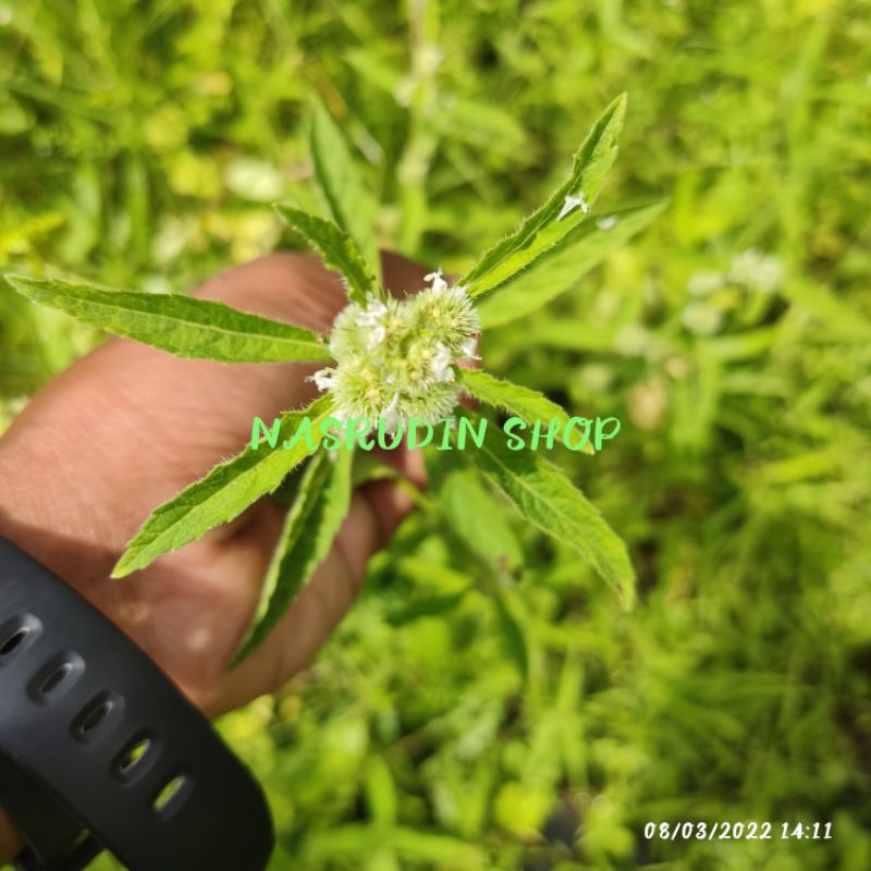 

[Fresh] BIBIT GENGGEYAN DAUN PUSAR / HYPTIS BREVIPES