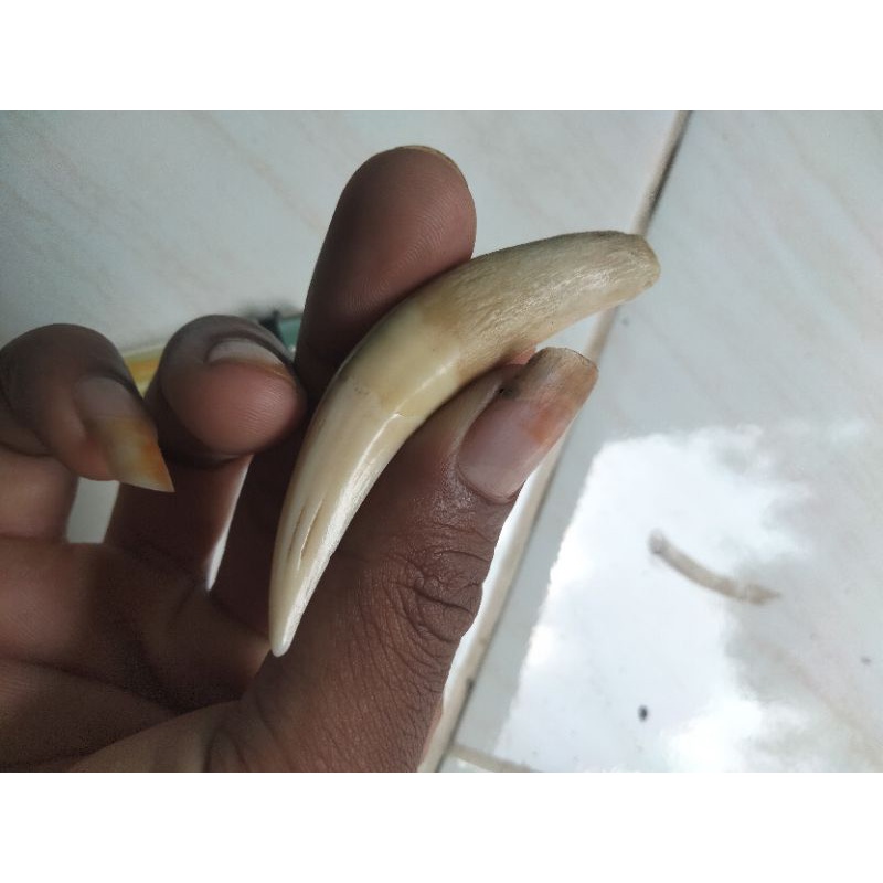 Taring (tarcan dahan atas)