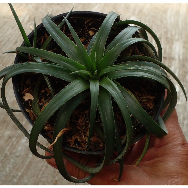 Dyckia